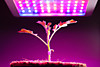 Прожектор ФИТО 50Вт 220В plant grow light для растений