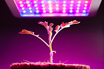Прожектор ФИТО 50Вт 220В plant grow light для растений