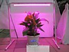 Светильник ФИТО RGG525- 25Вт 220В LED GROW light для растений PINK